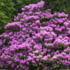 RHODODENDRON PONTICUM-MOR ÇİÇEKLİ ORMAN GÜLÜ HAKKINDA GENEL BİLGİLER