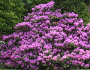 RHODODENDRON PONTICUM-MOR ÇİÇEKLİ ORMAN GÜLÜ HAKKINDA GENEL BİLGİLER